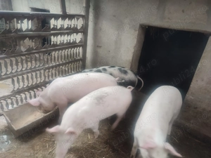 Vând 4 purcei (varsta 4 luni) greutate 40-50 kg scopiti. - imagine 3