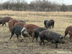 Porci Mangalita Metis Bazna
