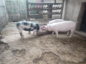 Vând 4 purcei (varsta 4 luni) greutate 40-50 kg scopiti. - imagine 2