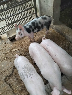 Vând 4 purcei (varsta 4 luni) greutate 40-50 kg scopiti. - imagine 4