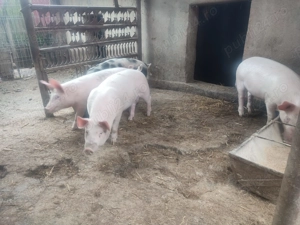 Vând 4 purcei (varsta 4 luni) greutate 40-50 kg scopiti. - imagine 5