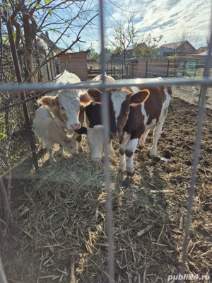 2 vitele si un tauras bălteni - imagine 2