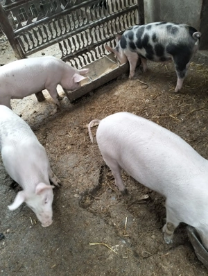 Vând 4 purcei (varsta 4 luni) greutate 40-50 kg scopiti. - imagine 6