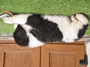 Ciobanesc De Bucovina - imagine 4