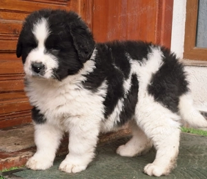 Ciobanesc De Bucovina - imagine 3