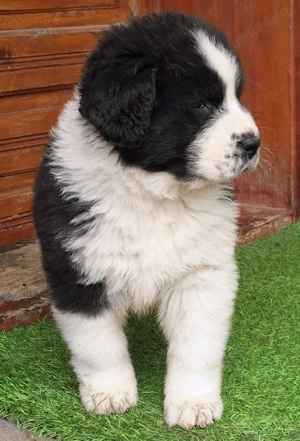 Ciobanesc De Bucovina - imagine 2