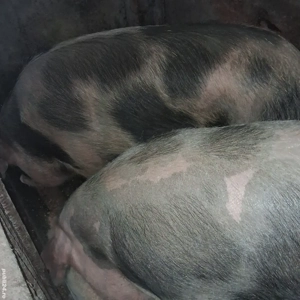 Vând unul dintre cei doi porci 