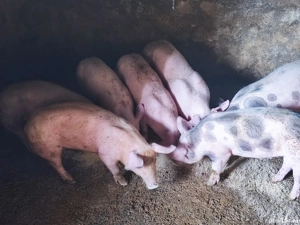 purcei 30-35kg - imagine 3