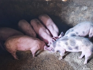 purcei 30-35kg - imagine 4