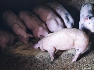 purcei 30-35kg - imagine 2