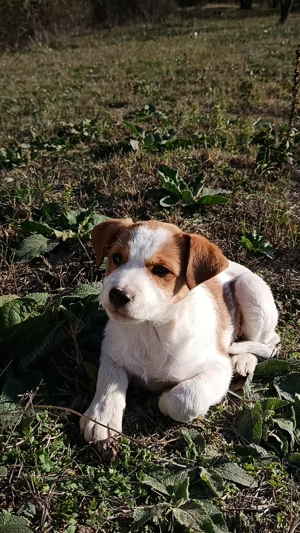 cățelușe spre adopție  - imagine 4