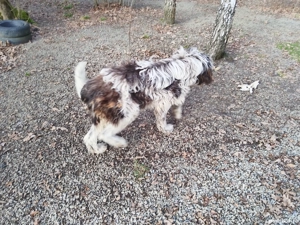 ciobanesc bucovina si mioritic mix - imagine 3