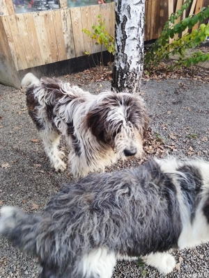 ciobanesc bucovina si mioritic mix - imagine 4