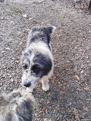 ciobanesc bucovina si mioritic mix - imagine 5