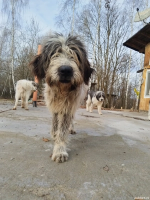 ciobanesc bucovina si mioritic mix - imagine 2