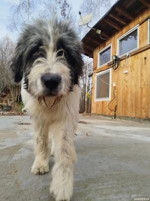 ciobanesc bucovina si mioritic mix