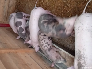 purcei disponibili 35 kg - imagine 4