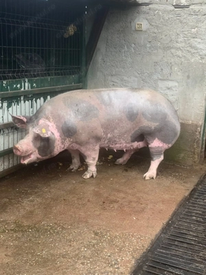 Porc Pietrain 300kg Targu Jiu