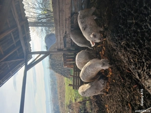 porci de vanzare - imagine 4