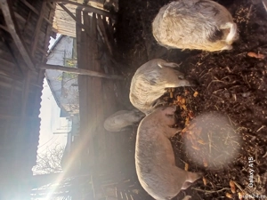 porci de vanzare - imagine 5