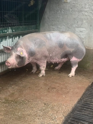 Porc Pietrain 300kg Targu Jiu - imagine 2