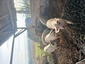 porci de vanzare - imagine 3