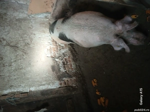 porci de vanzare - imagine 2