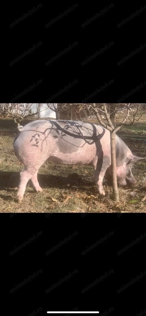 Porci Purcea Porc Purcei Pietrain Targu Jiu - imagine 2