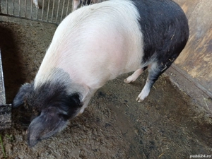 Vând porc  - imagine 2