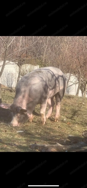 Porci Purcea Porc Purcei Pietrain Targu Jiu