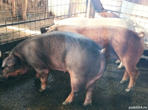 Porci 130-170 Kg - imagine 4
