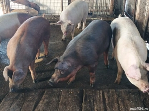 Porci 130-170 Kg - imagine 2