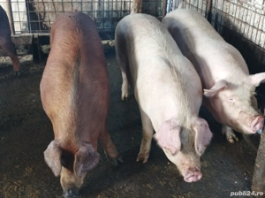 Porci 130-170 Kg - imagine 3