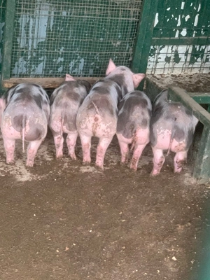 Porci Purcea Porc Purcei Pietrain Targu Jiu - imagine 4