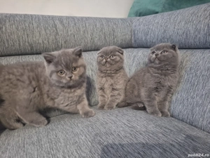 British Sorthair si Scotish fold