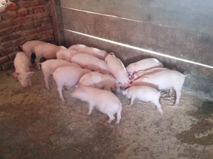 Vând purcei de 25 kg 1000 RON perechea - imagine 2