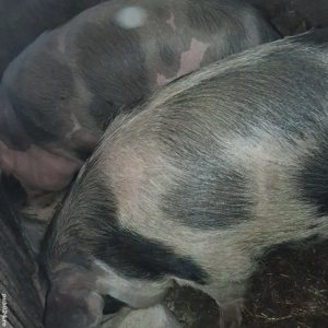 Vând unul dintre cei doi porci  - imagine 2