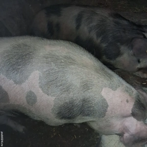 Vând unul dintre cei doi porci  - imagine 4