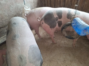 Vand 3 porci porci nu sunt de ferma sunt de tara  - imagine 4