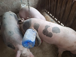 Vand  2 porci de tara cu coada - imagine 3