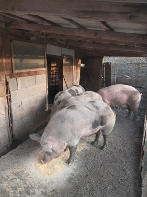 Vând porci grași !!! - imagine 3