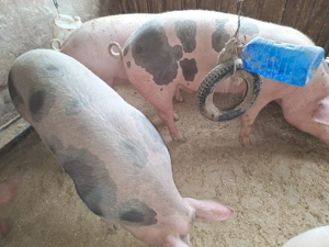 Vand 4 porci de tara - imagine 3