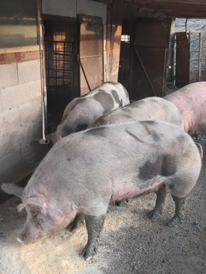 Vând porci grași !!! - imagine 4