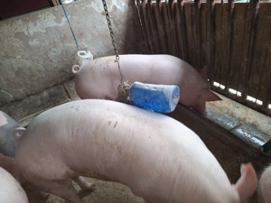 Vand 3 porci porci nu sunt de ferma sunt de tara 