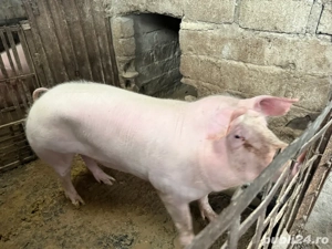 Pentru Craciun - imagine 3