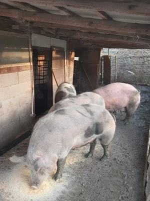 Vând porci grași !!! - imagine 2