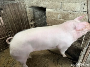 Pentru Craciun - imagine 4