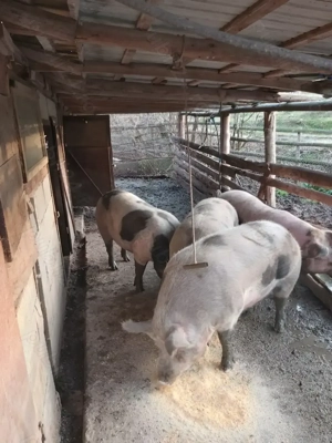 Vând porci grași !!!