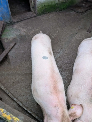 Porc pentru Craciun - imagine 5