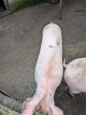 Porc pentru Craciun - imagine 3